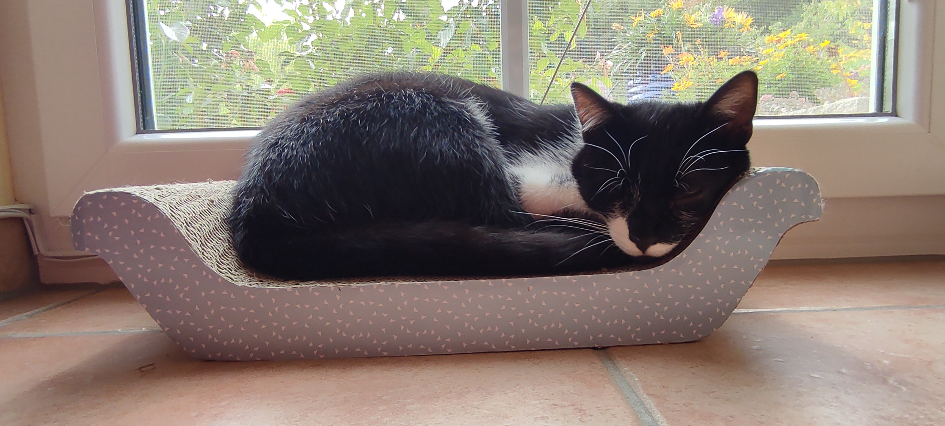 Felix – Katze bei einer Duo-Session aus Tiergespräch und Cosmic Healing