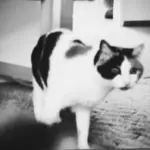 Mickey, mein verstorbener Kater